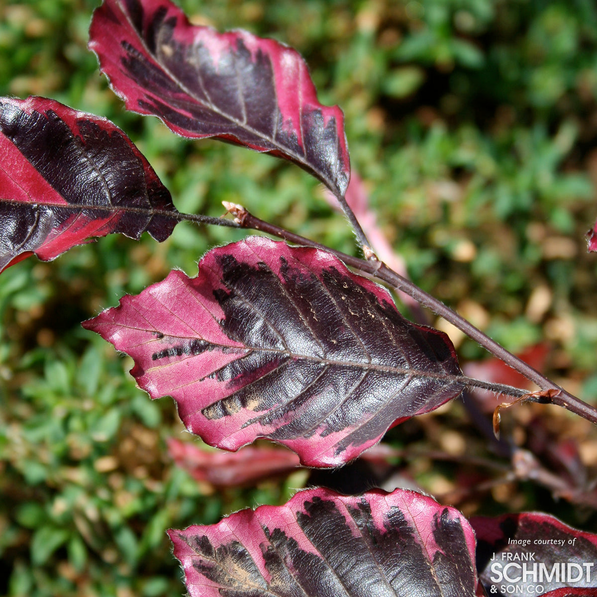 Fagus sylvatica Roseomarginata 7gal Tricolor Beech