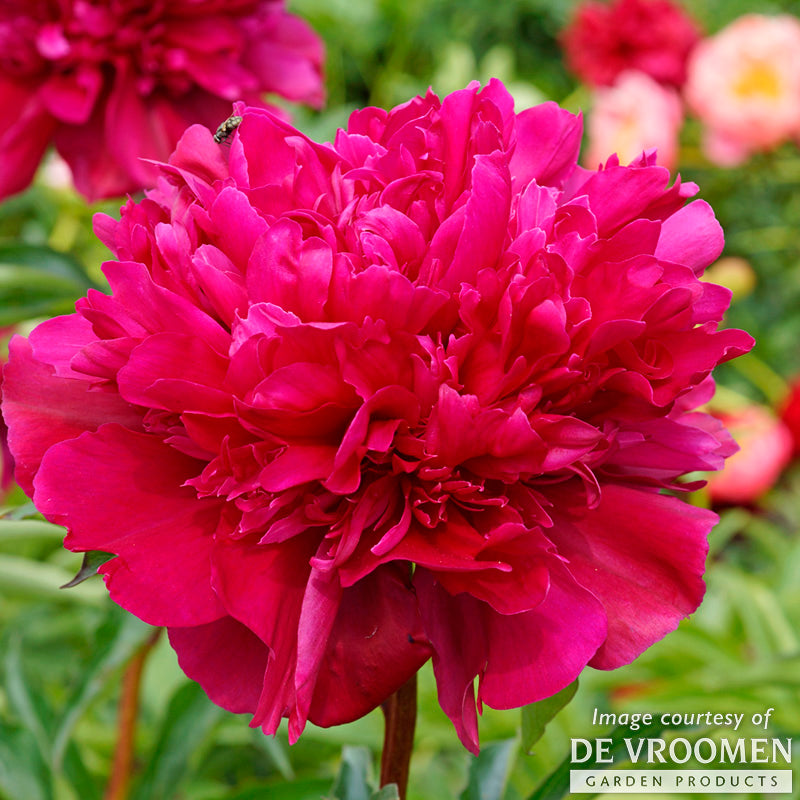Paeonia 'Big Ben' - Pivoine