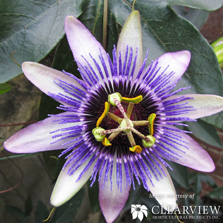独CD CLAUDIO COLASAZZA PASSION  3072CD  /00110 Passiflora Damsels Delight 1gal Silly Cow Passionflower – Cornell Farm
