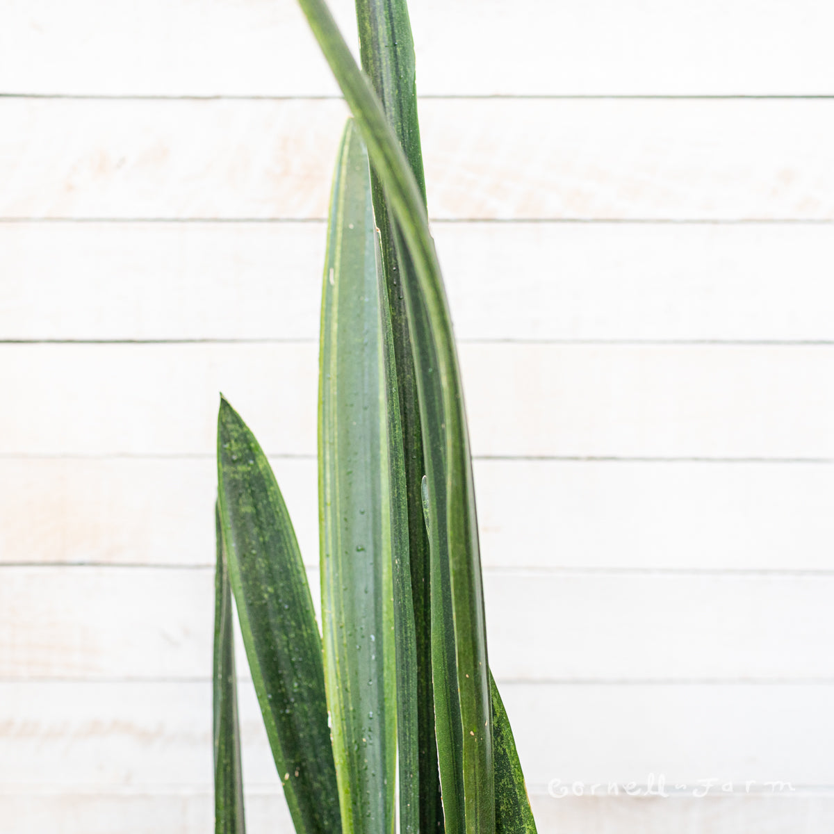 Sansevieria 2gal/10in Laurentii Mein Liebling  Cornell Farm