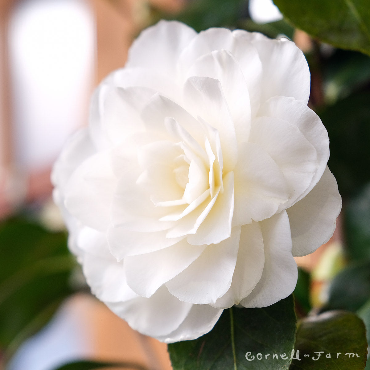 camellia japonica grandiol Camellia j. Nuccio's Gem 5gal PT – Cornell Farm