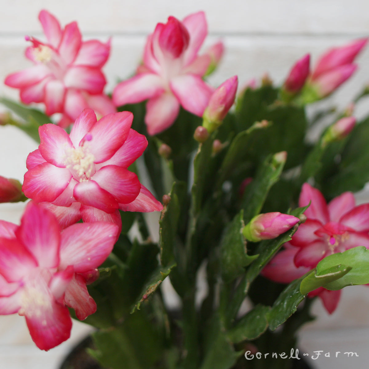 Schlumbergera truncata Zygocactus 6in Assorted Christmas Cactus
