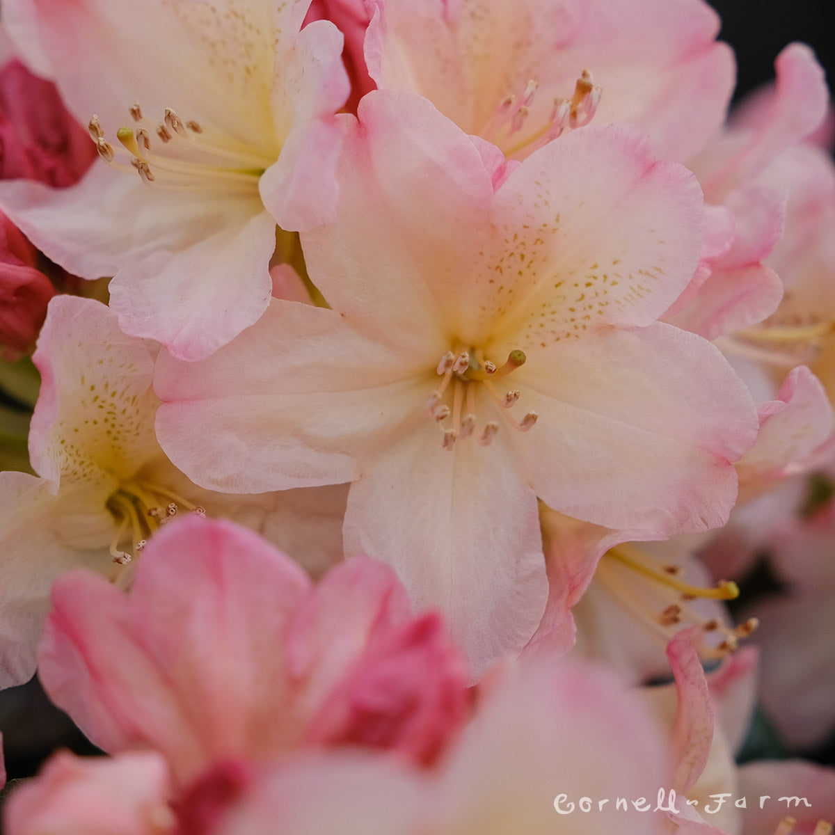 Rhododendron Percy Wiseman 6gal Peachy-Pink
