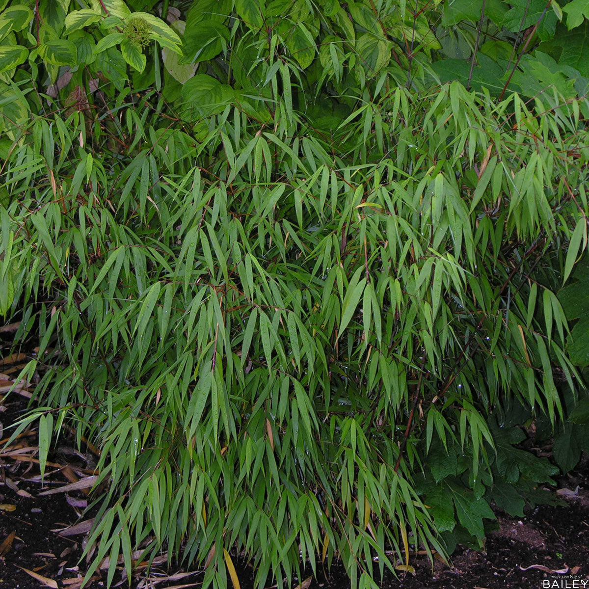 Fargesia Scabrida 2gal Clumping Bamboo