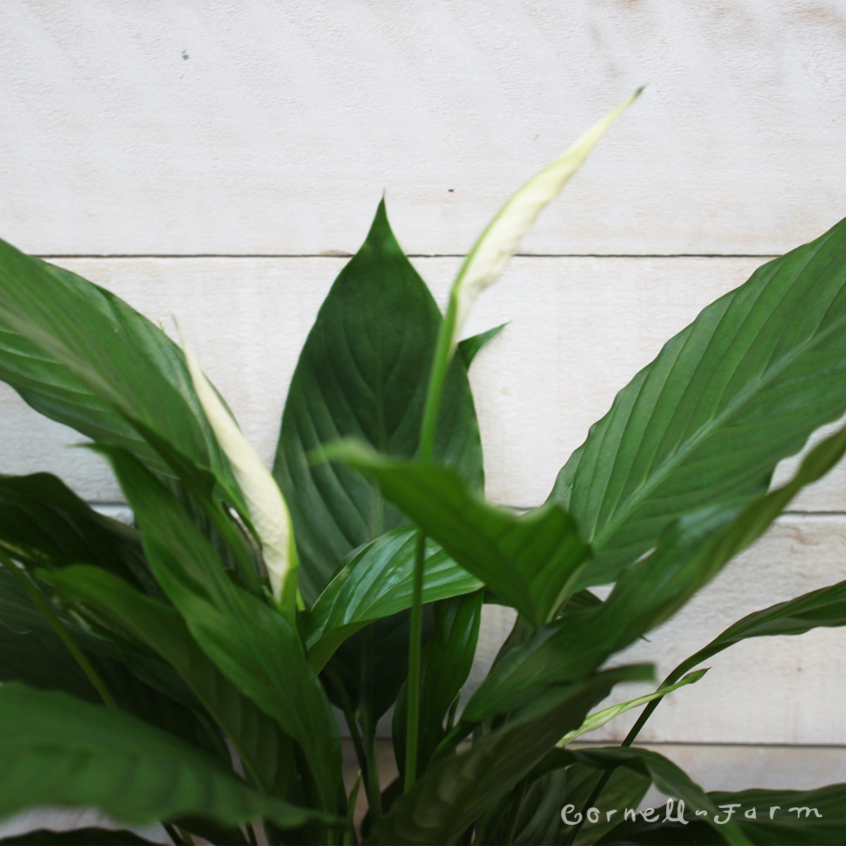 Spathiphyllum 10in Peace Lily – Cornell Farm