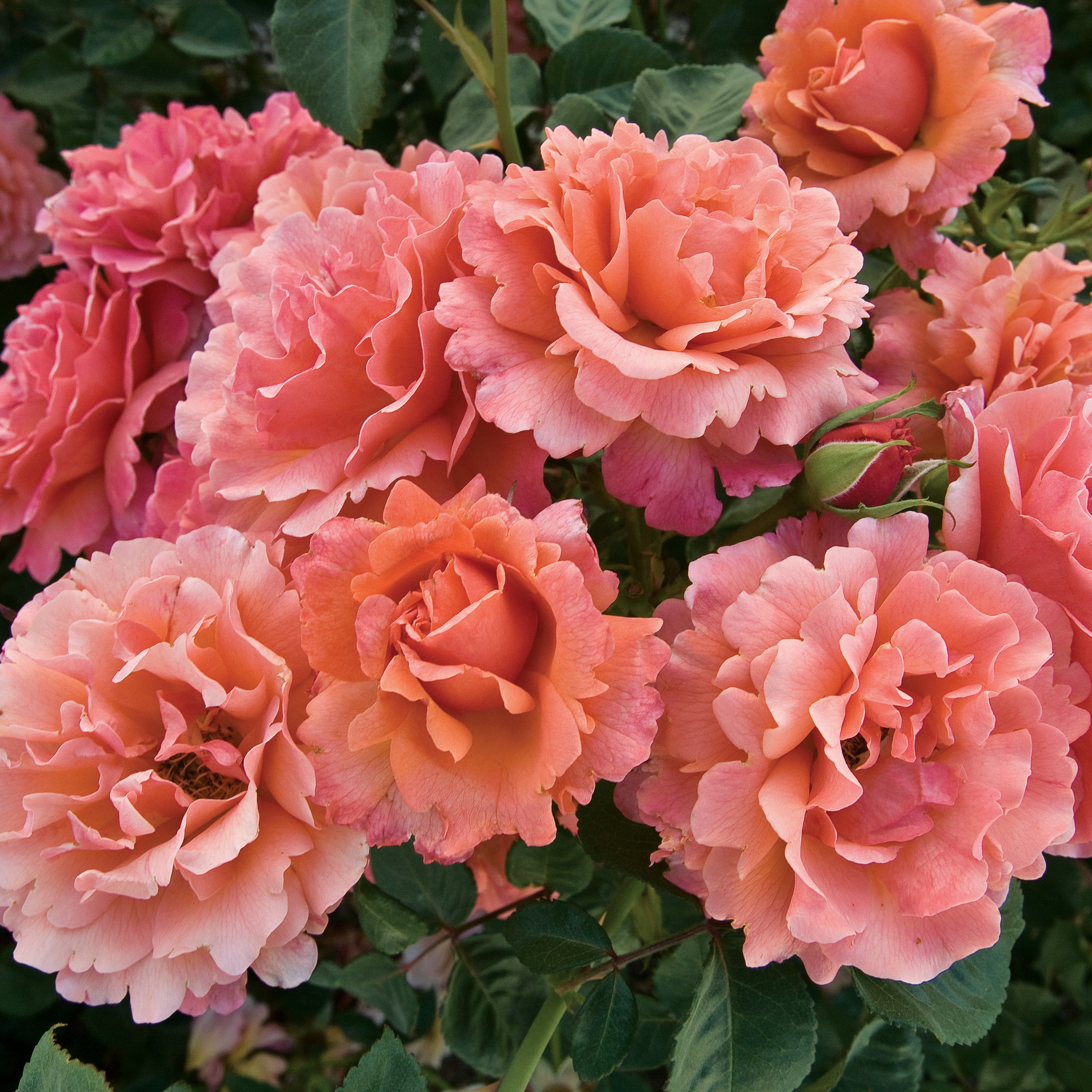 Rose Easy Does It 5gal Floribunda – Cornell Farm