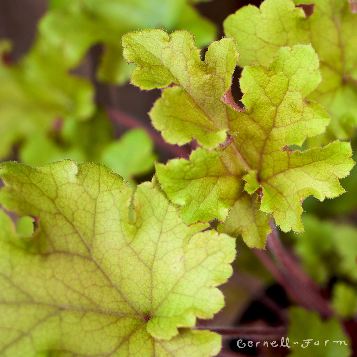 Heuchera Marmalade Qrt. CF – Cornell Farm