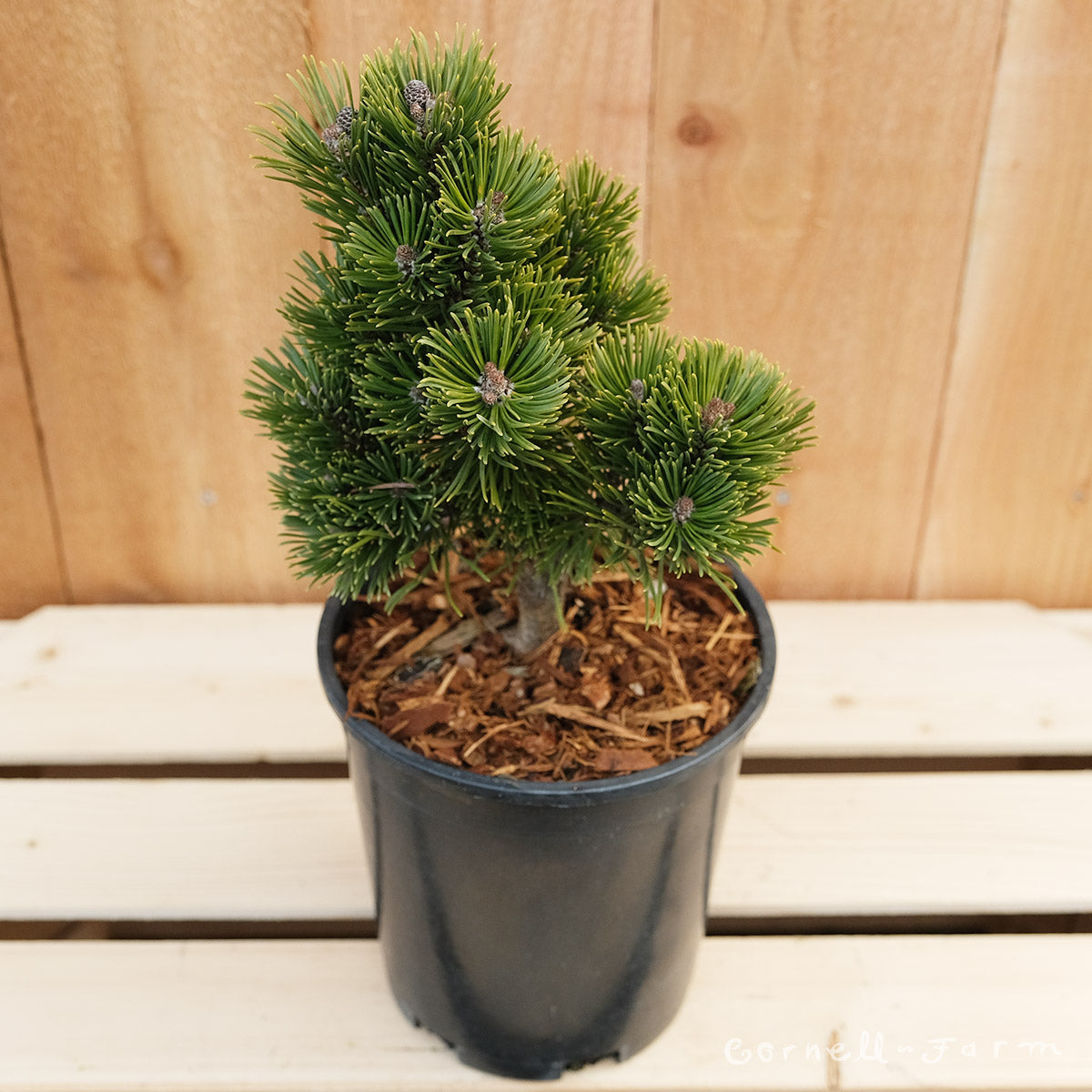 Pinus mugo Sherwood Compact 1gal
