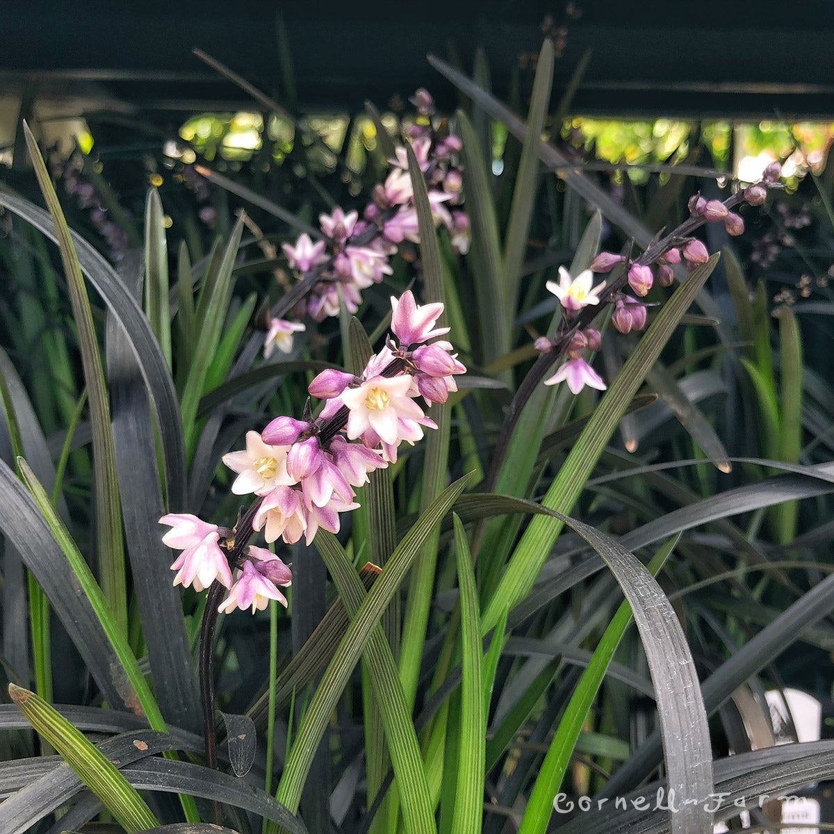 Ophiopogon p. Nigrescens Qrt Black mondo Grass SHORTGP – Cornell Farm