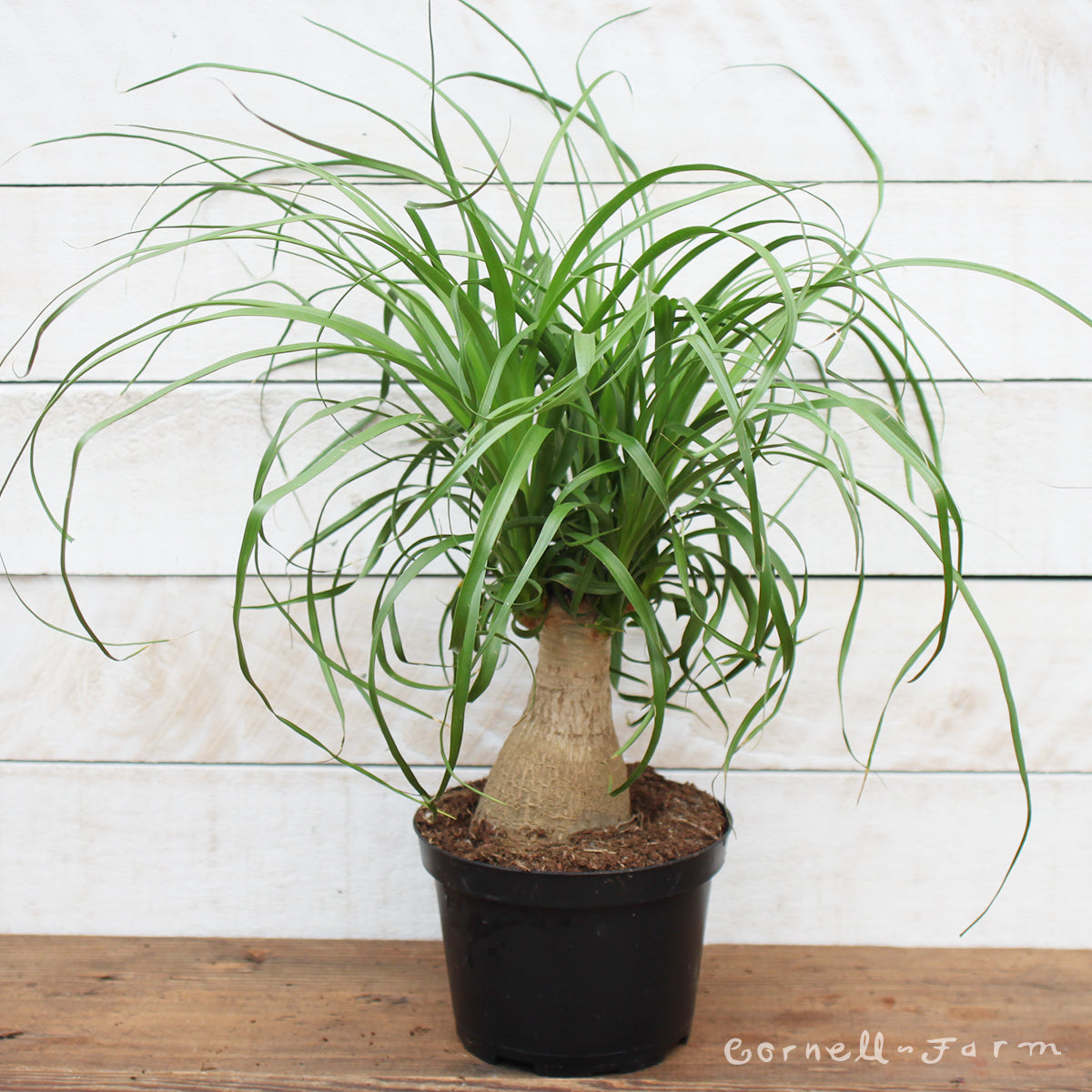 beaucarnea guatemalensis ponytail palm Beaucarnea recurvata 6in Ponytail Palm