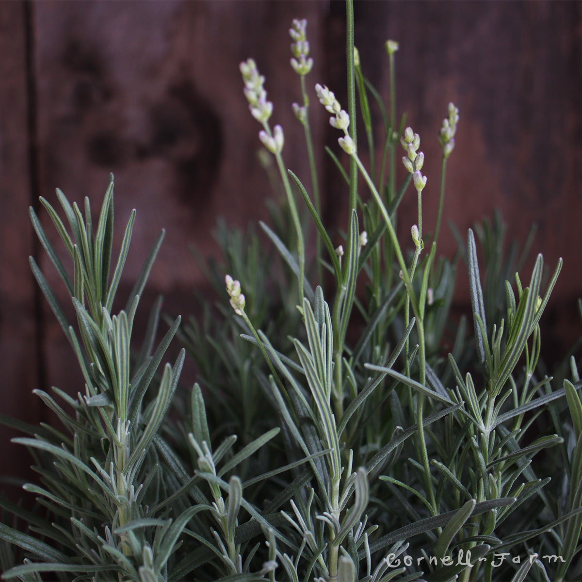 Lavandula ang Munstead 1gal English Lavender