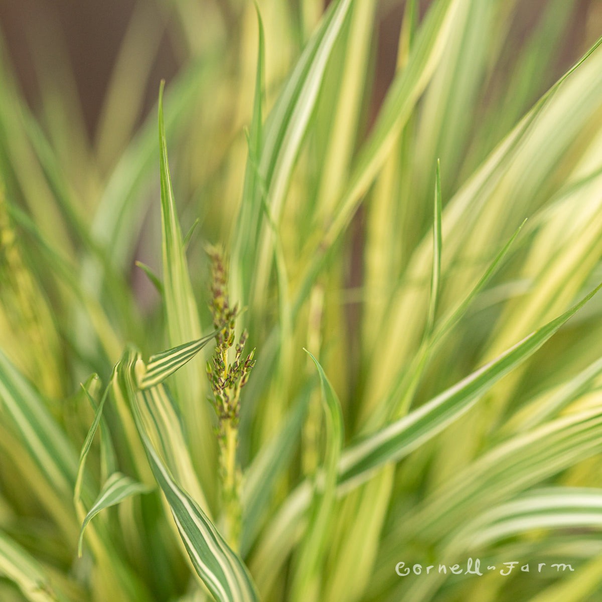 molinia variegata Molinia c. Variegata 1gal – Cornell Farm