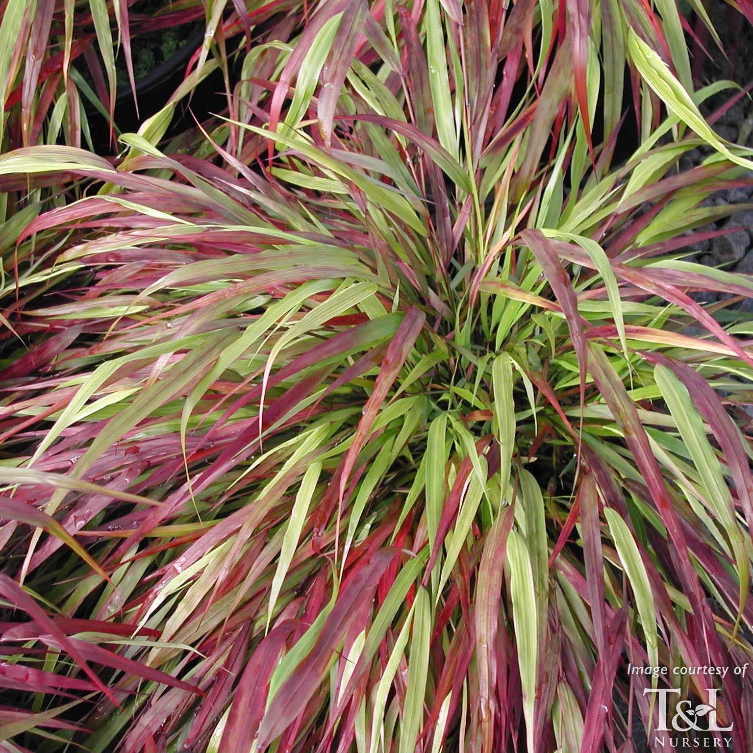 Hakonechloa m. Beni Kaze Qrt Japanese Forest Grass – Cornell Farm