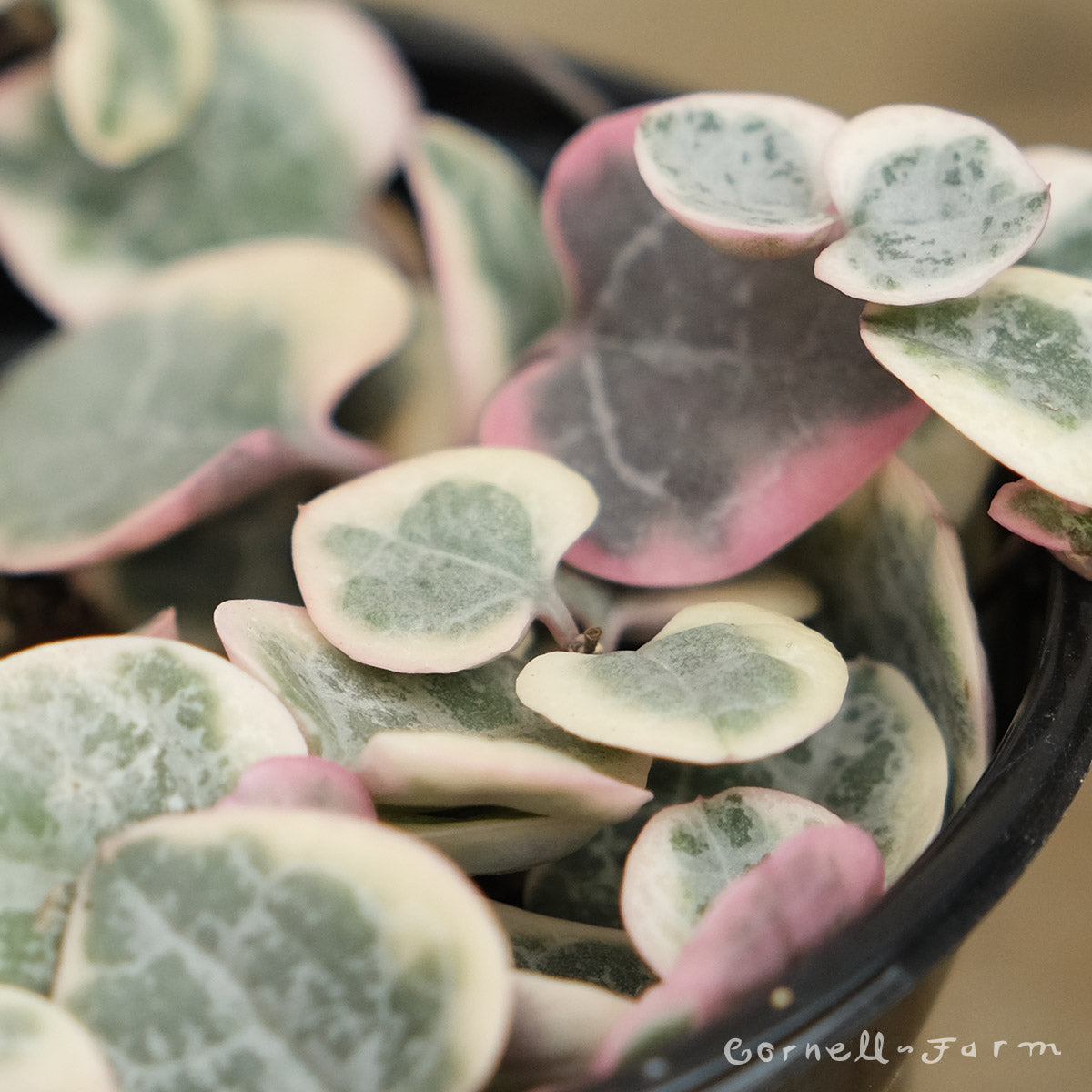 variegated string of hearts succulent Ceropegia woodii var. 4in Variegated String of Hearts