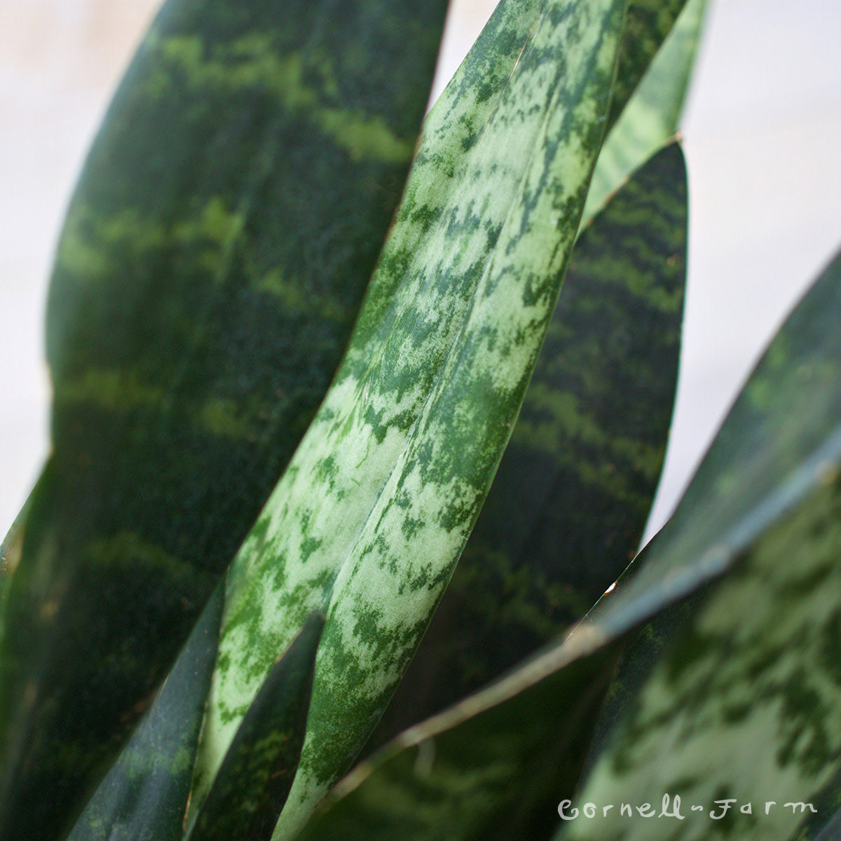 Sansevieria trifasciata 1gal/6in Zeylanica – Cornell Farm