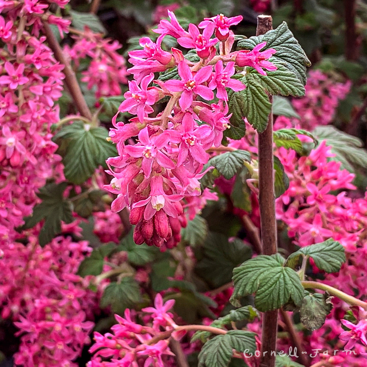 Ribes sanguineum 2gal. Red Flowering Currant