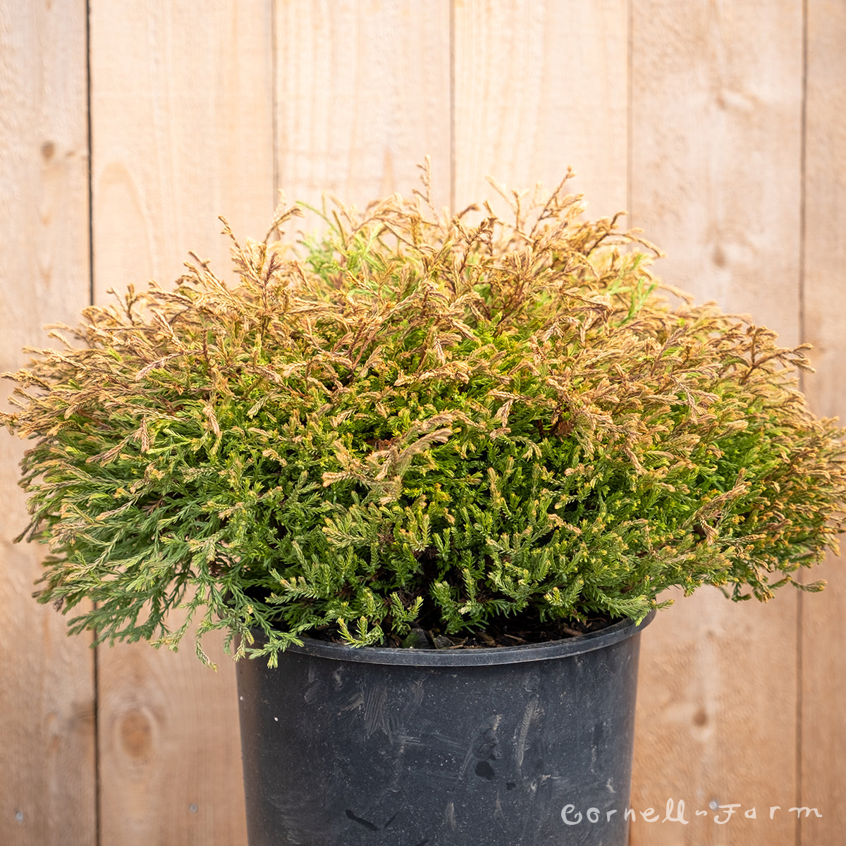 thuja golden tuffet Thuja o. Golden Tuffet 3gal – Cornell Farm