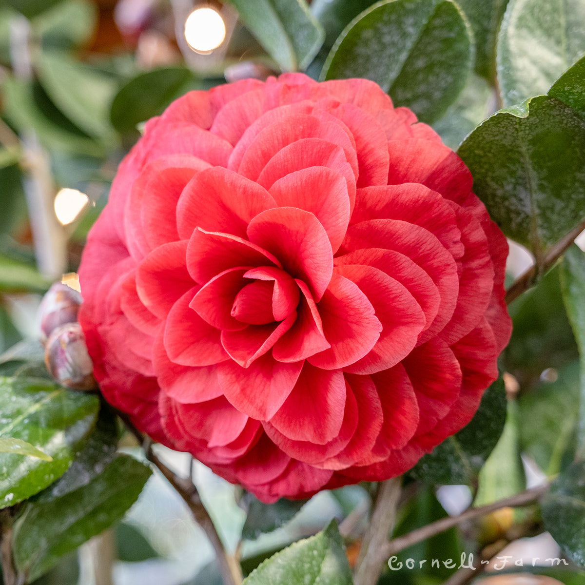 Camellia j. Vestito Rosso 7gal