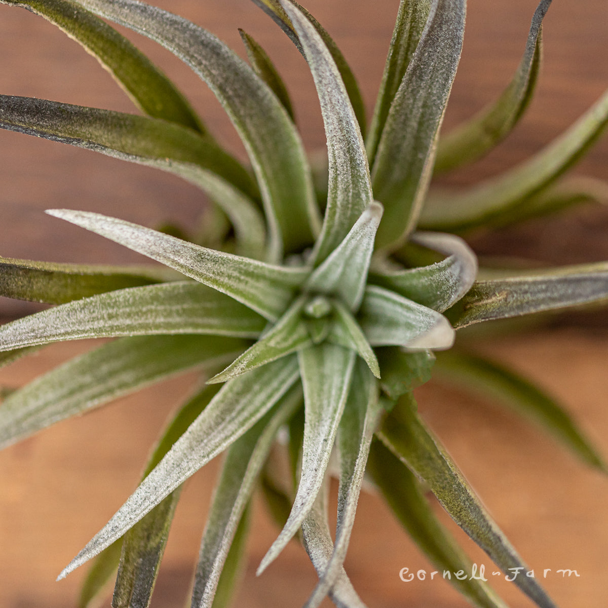 Tillandsia Harrisii Black – Cornell Farm