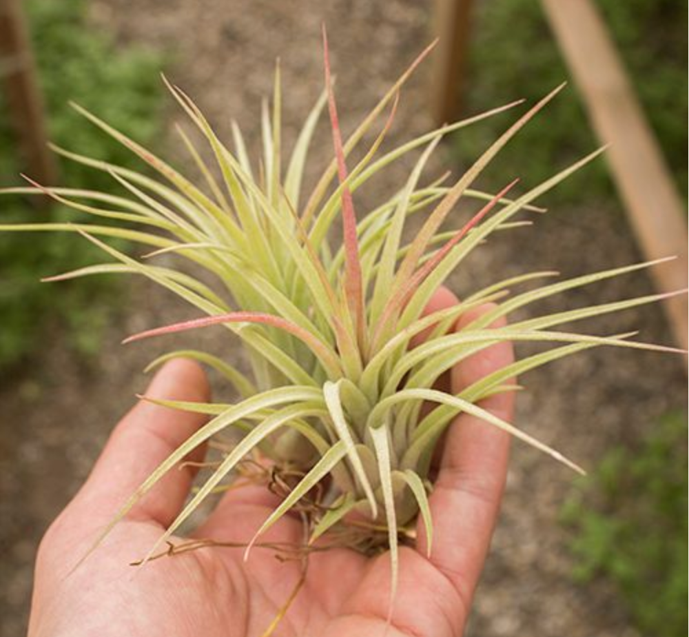 Tillandsia Brachycaulos X Ionantha (aka Victoriana) – Cornell Farm