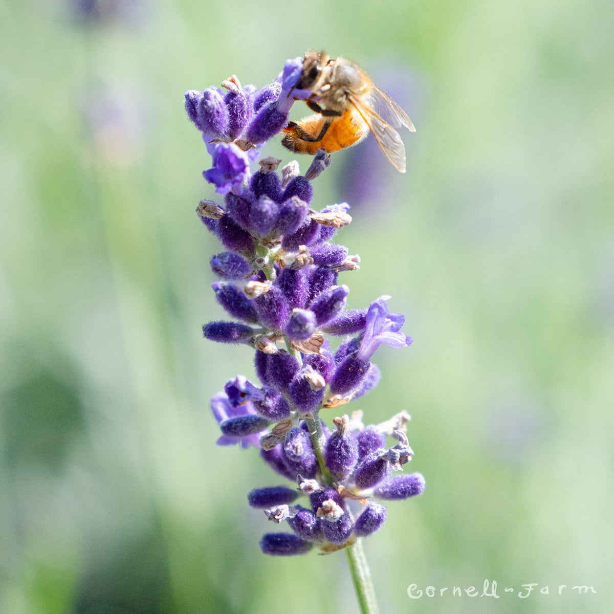hidcote lavender plants Lavandula ang. Hidcote 4in English Lavender – Cornell Farm