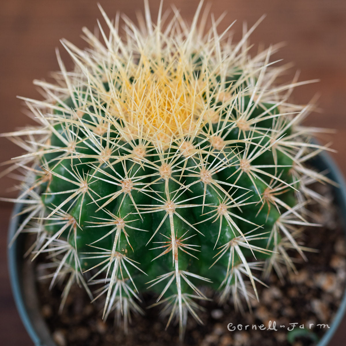 Echinocactus grusonii 10in Golden Barrel Cactus