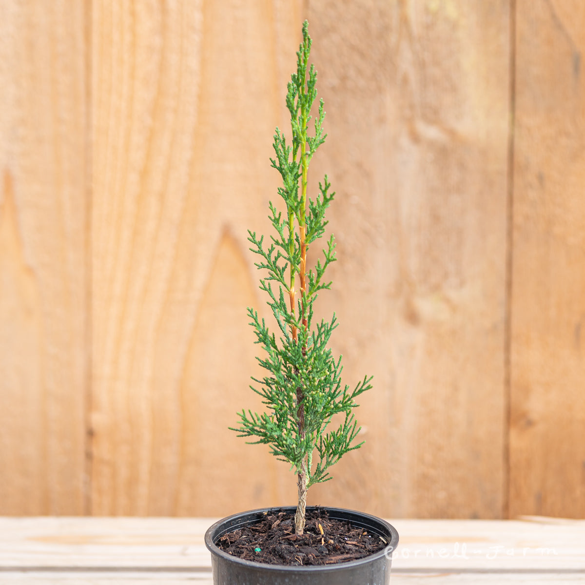 Cupressus s. Worthiana 4in Italian Cypress