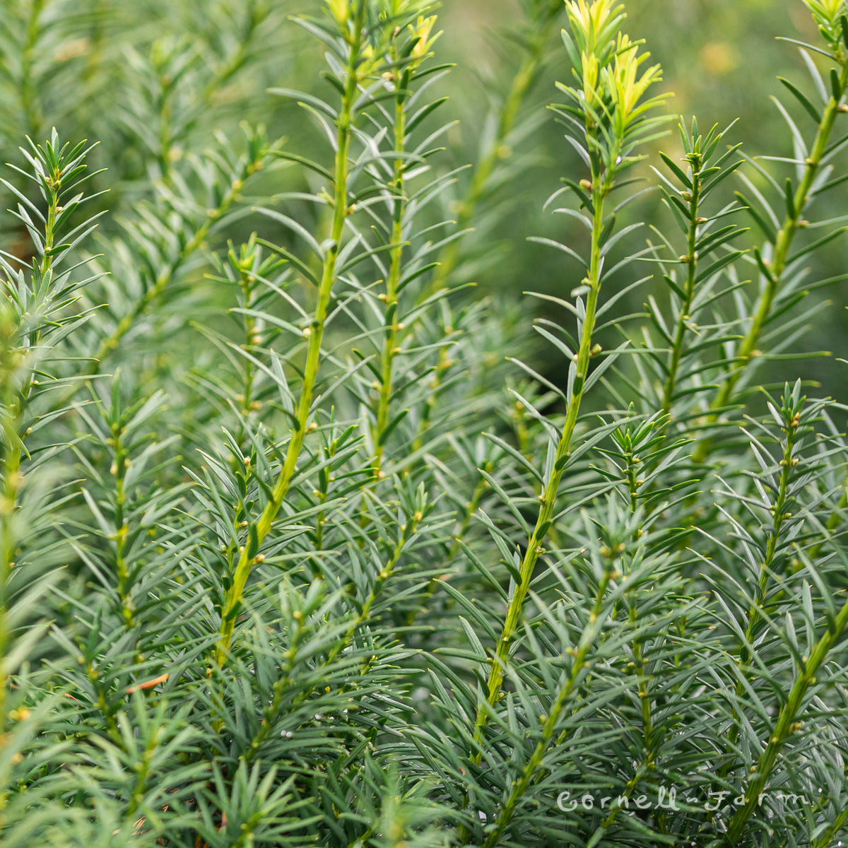 Taxus x media Hicksii 5gal Yew