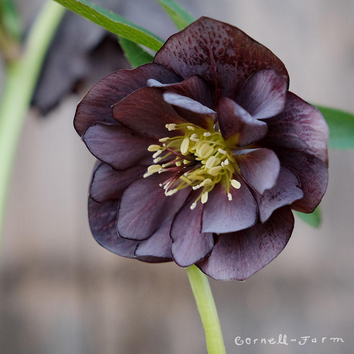 sullen JAREY ニットポロ　black&blue ours ローズ Helleborus Double Slate 1gal Winter Jewels – Cornell Farm