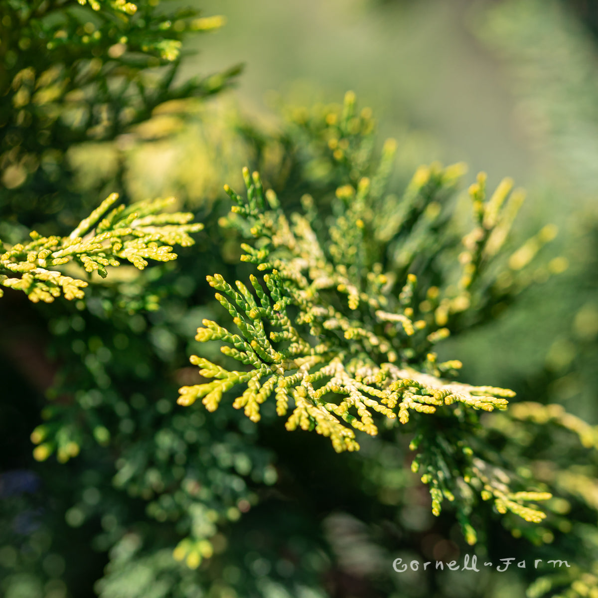 Chamaecyparis o. Aurea Golden Hinoki Cypress