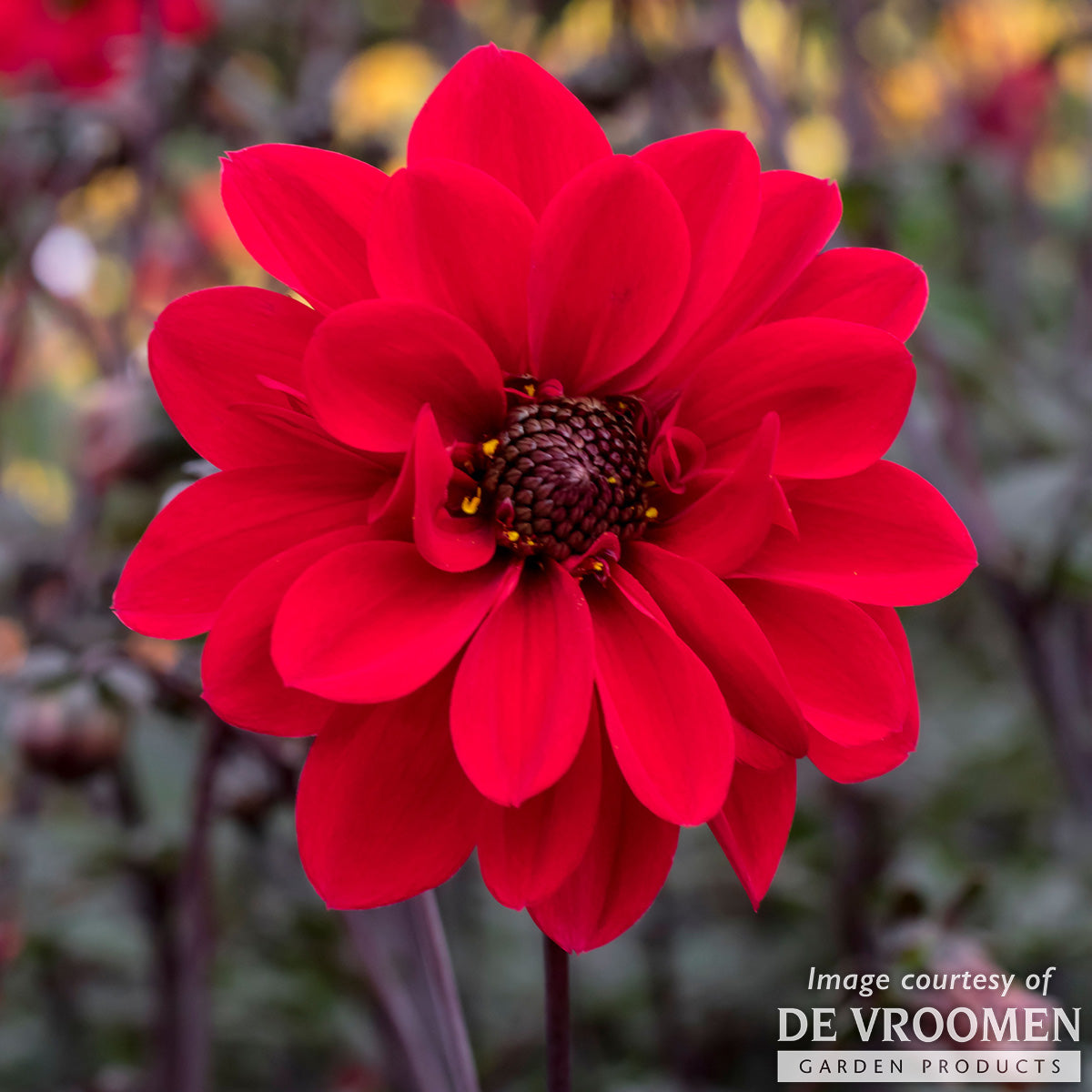 Dahlia Bishop of Llandaff 1ct Red – Cornell Farm