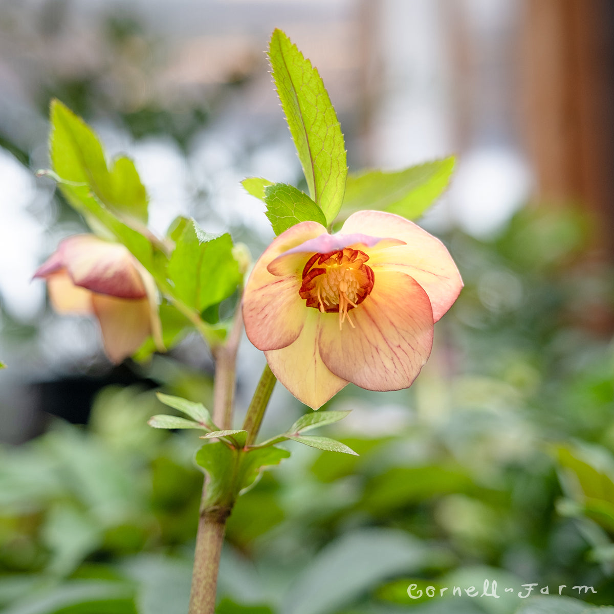 Helleborus Honeymoon Tropical Sunset 1gal – Cornell Farm