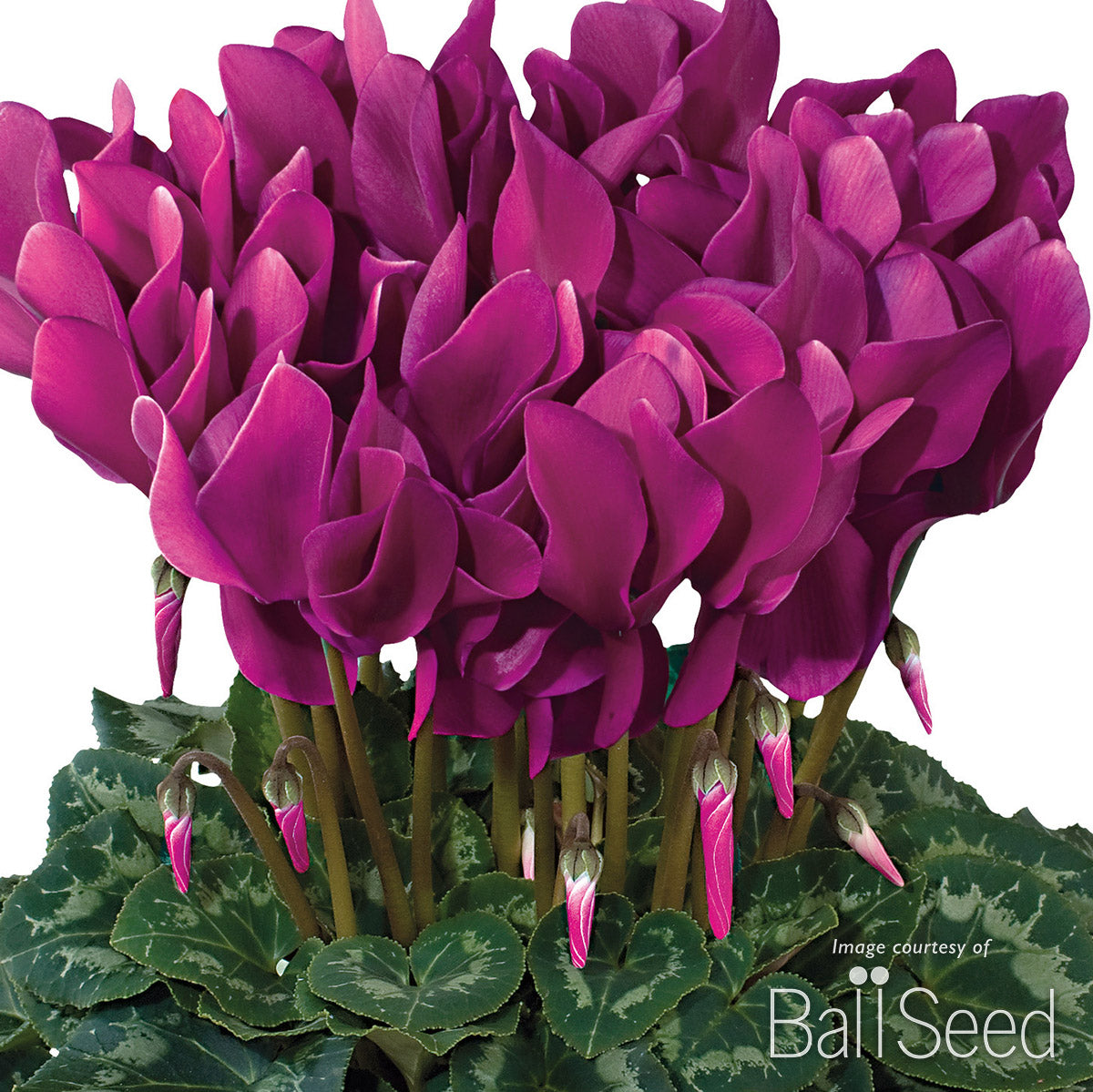 Cyclamen Latinia Success Lt Purple 4in – Cornell Farm