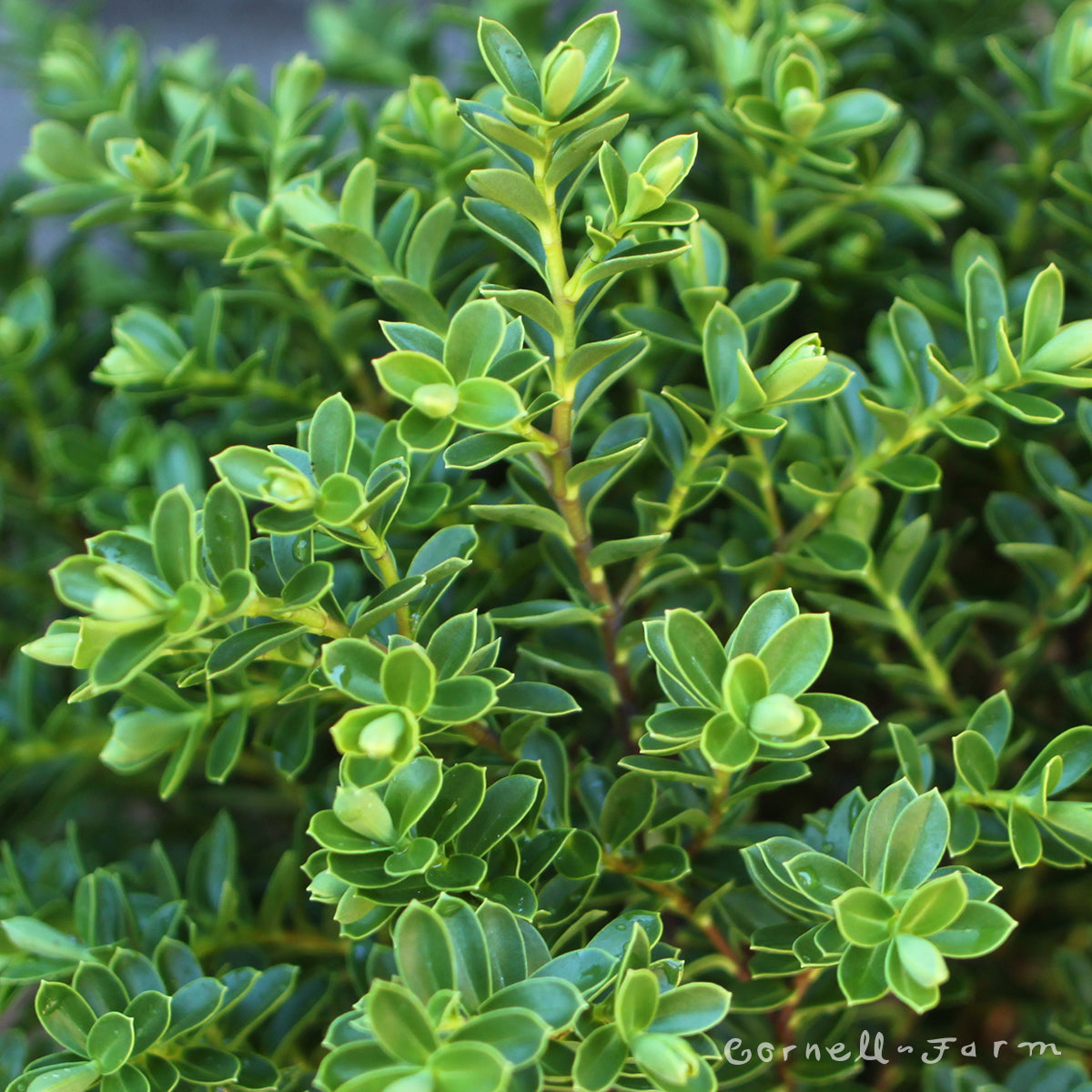 Hebe buxifolia 1gal