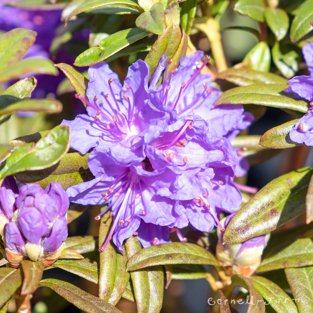 blue rhododendron Rhododendron Blue Baron 1gal