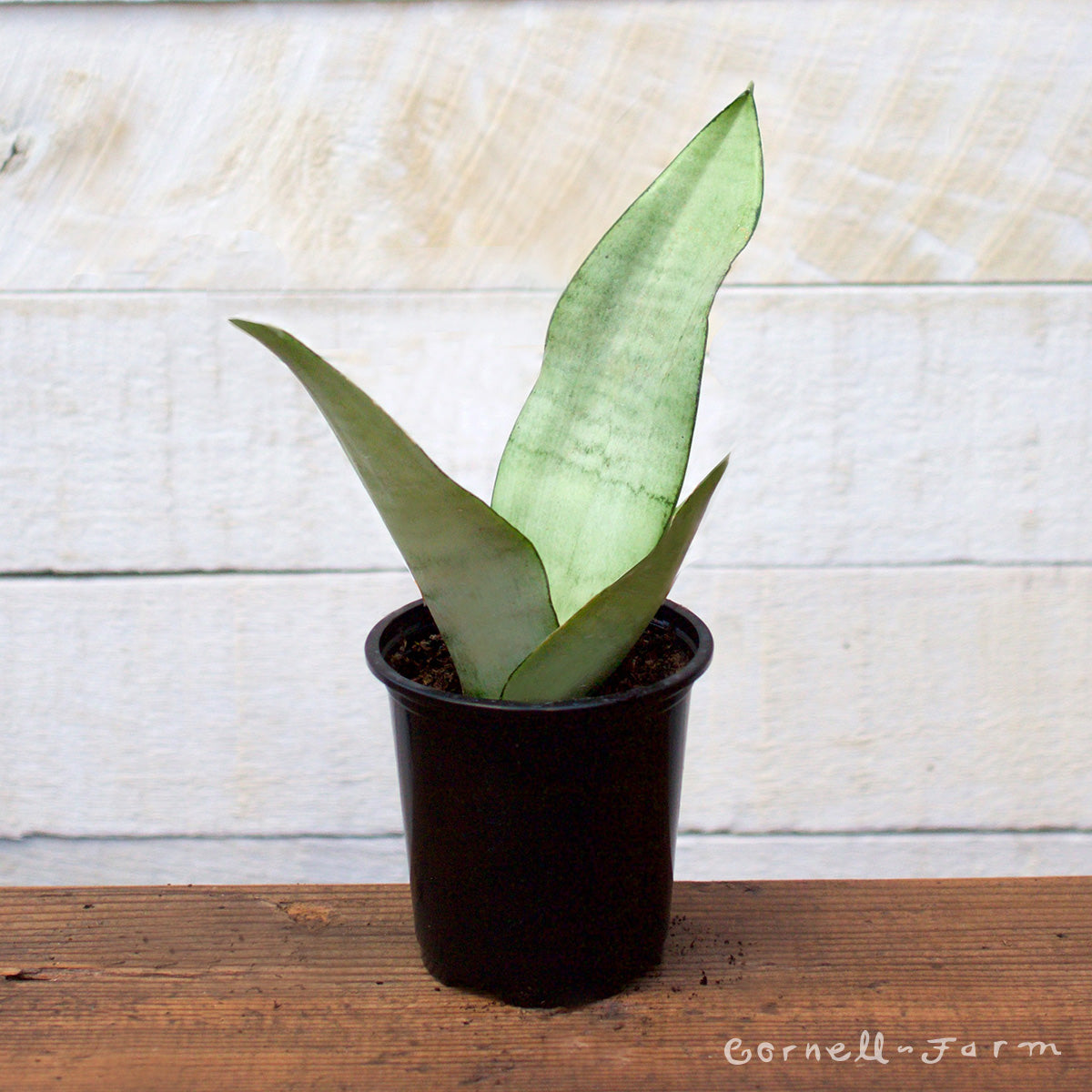Sansevieria trifasciata 4in Moonshine Snake plant