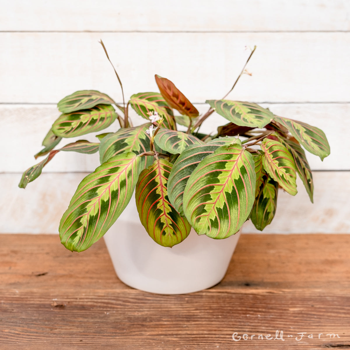 prayer plant new leaves pale Maranta le. erythroneura 6in Red Nerve Prayer Plant – Cornell Farm