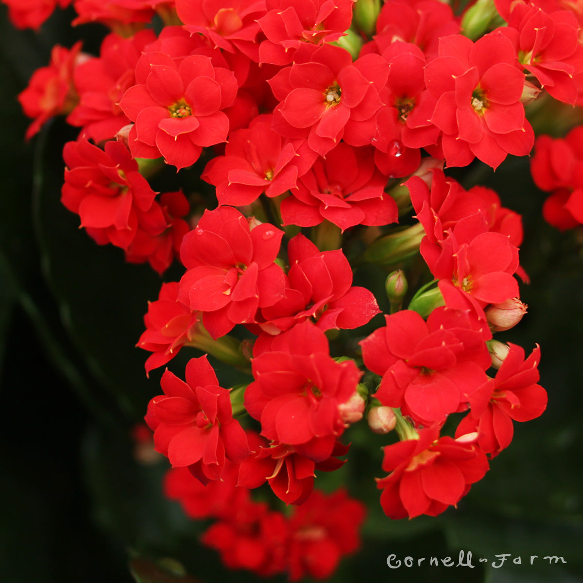Kalanchoe bloss. 6in Calandiva assorted Florist Kalanchoe – Cornell Farm