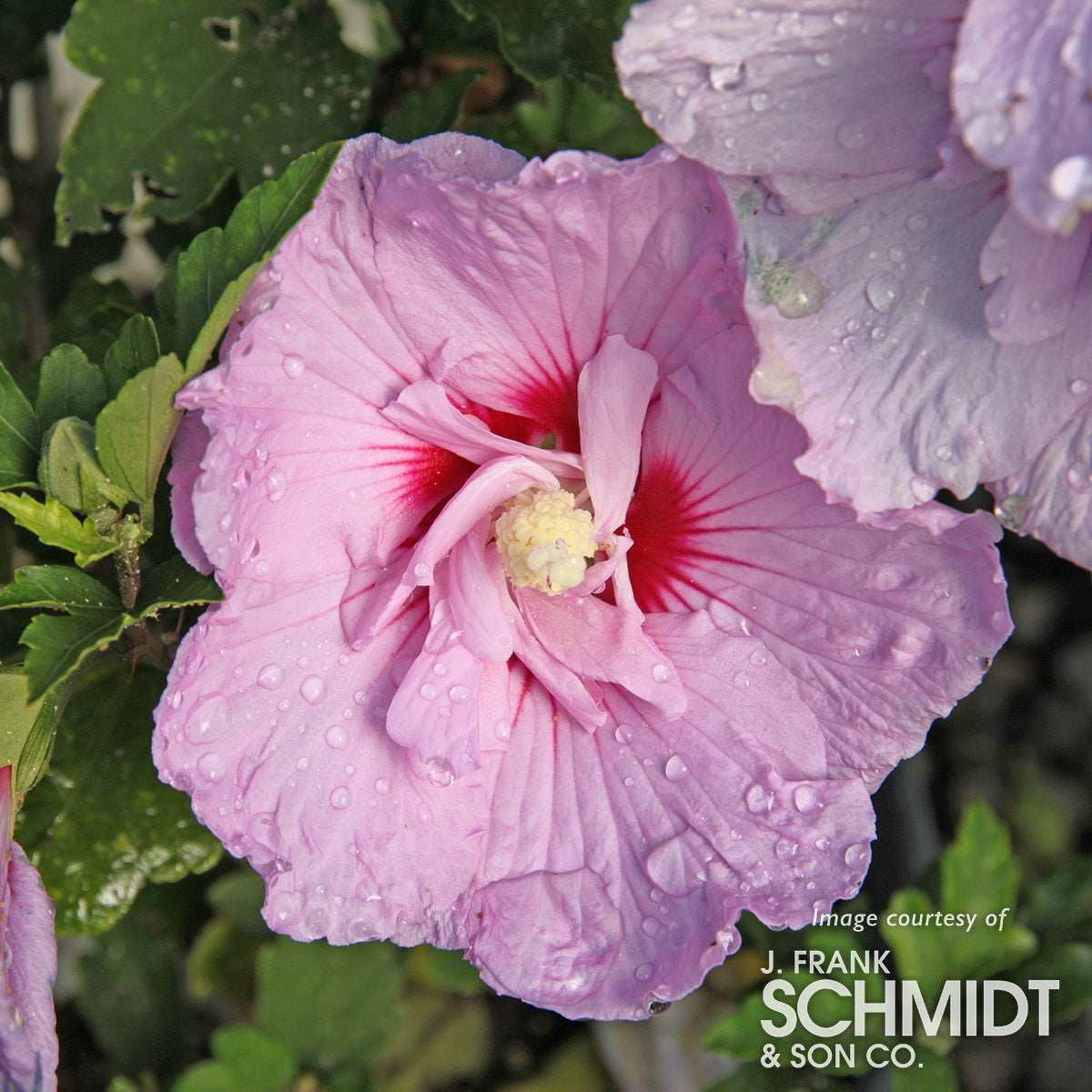 Hibiscus s. Lavender Chiffon 5gal PT Hardy Rose of Sharon – Cornell Farm