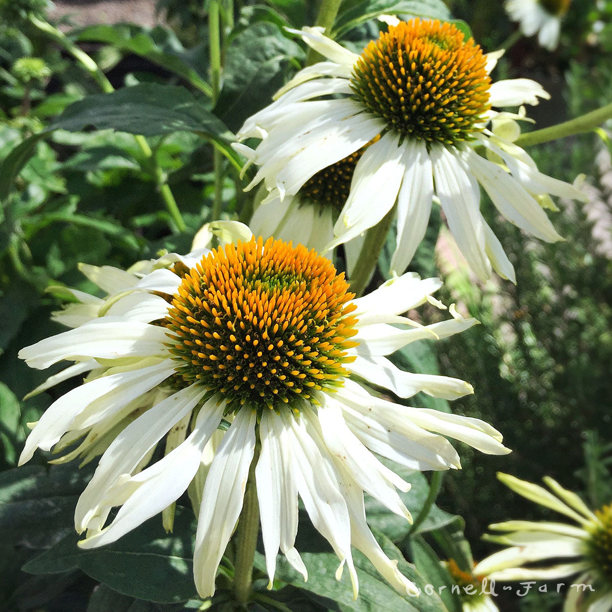 Echinacea p White Swan 1gal – Cornell Farm