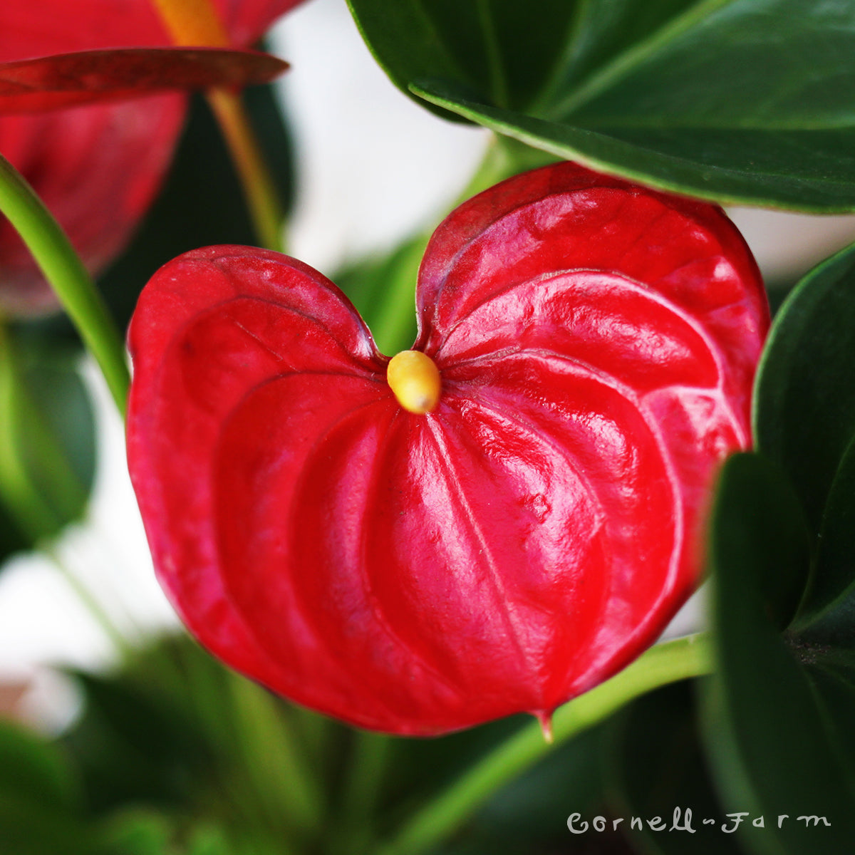 Anthurium andraeanum 6in Red Flower Yellow Spadix