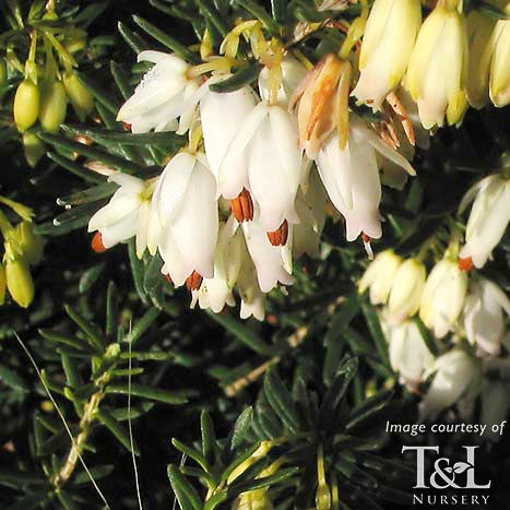 Erica carnea Pirbright Rose 1gal Winter Heath