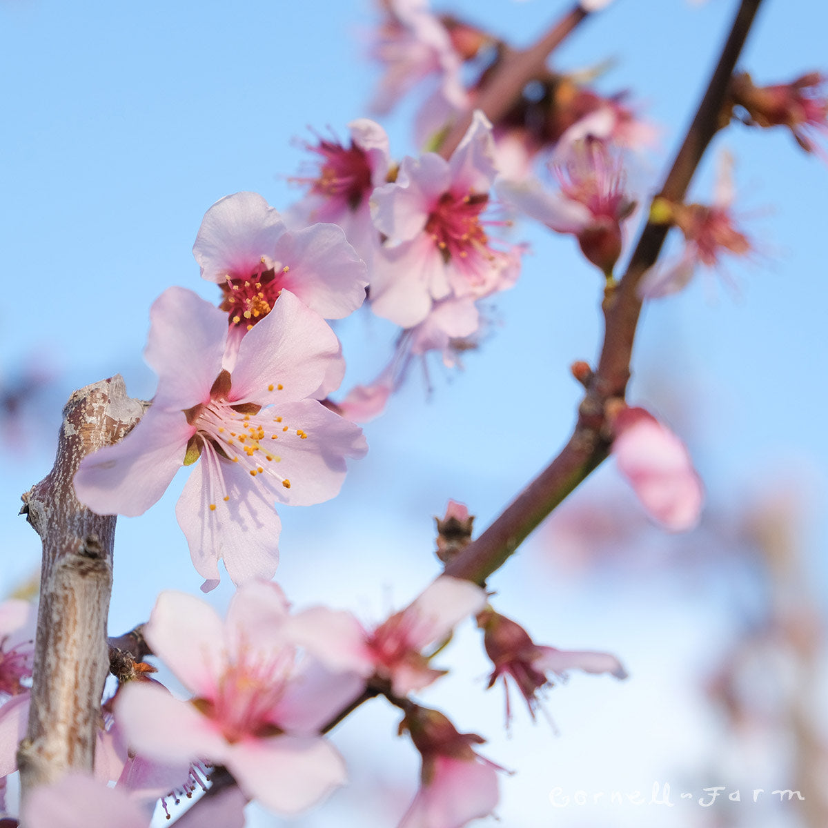 Almond Hall's Hardy 7gal Cornell Farm