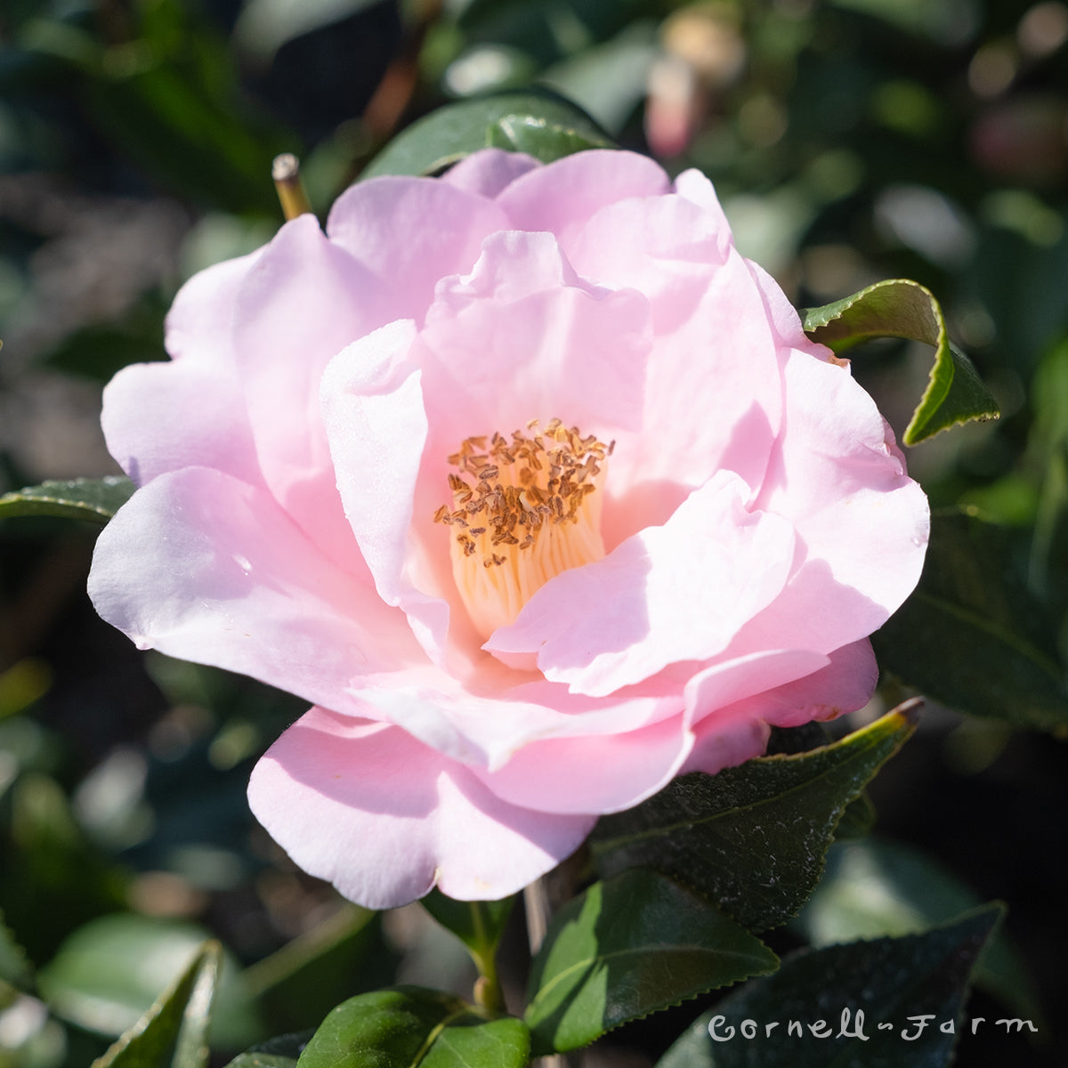 バラ売り可 DUALEFFECTTOXSERUM TOXVOLUMESERUM Camellia x Taylor's Perfection 5gal – Cornell Farm