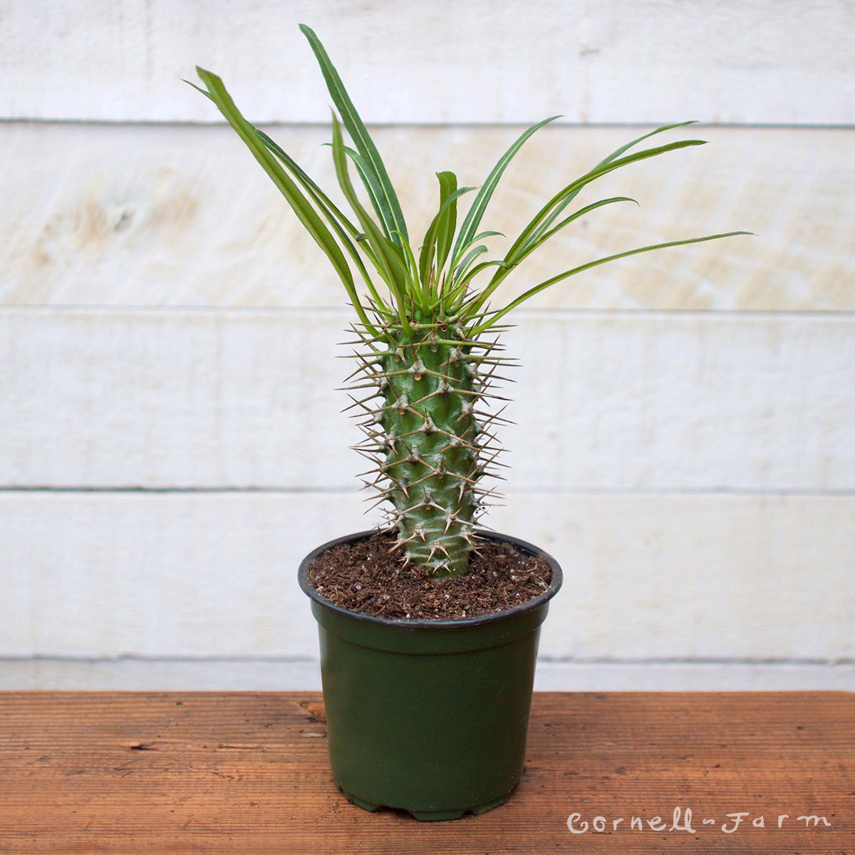 palma plant Pachypodium lamerei 4in Madagascar Palm – Cornell Farm