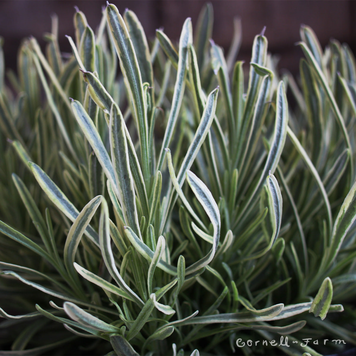 platinum blonde lavender plant Lavandula a Platinum Blonde 1gal English Lavender – Cornell Farm
