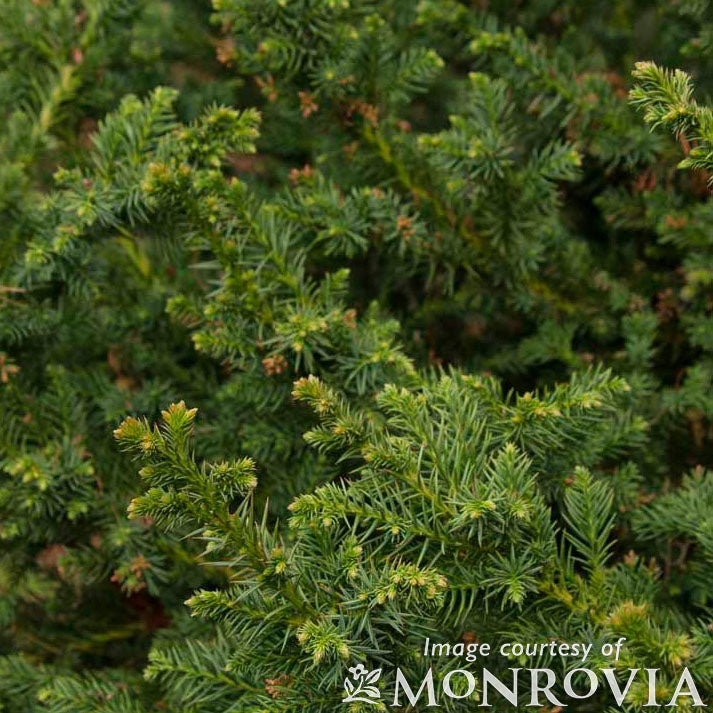 Cryptomeria j. Black Dragon 5gal Japanese Cedar – Cornell Farm