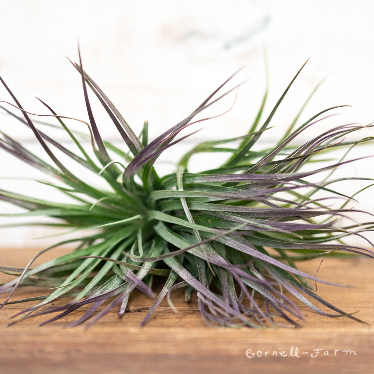 air plants houston Tillandsia Houston Purple