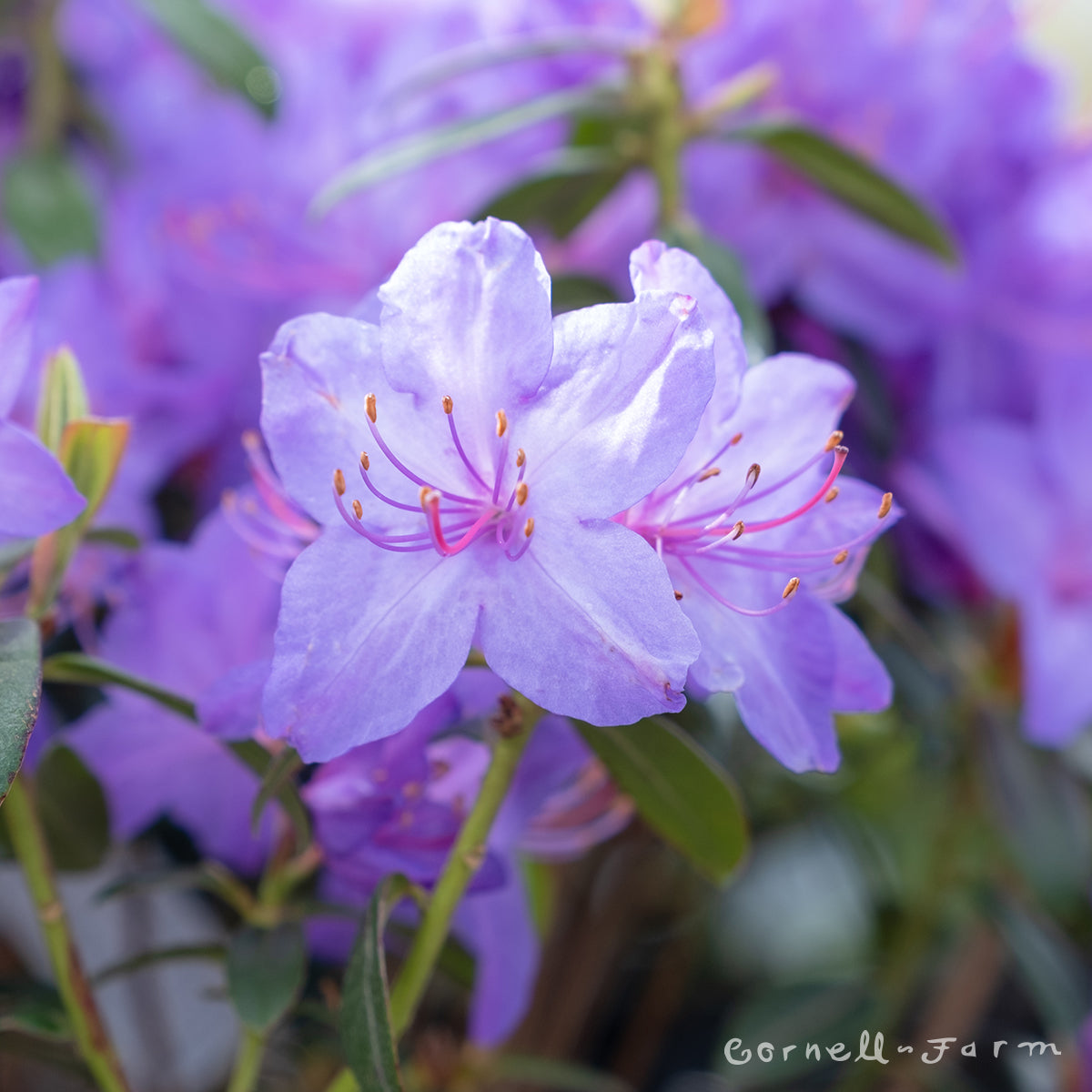 Rhododendron Blaneys Blue 1gal