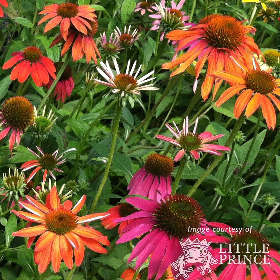 echinacea sombrero tres amigos seeds Echinacea Sombrero Tres Amigos 1gal